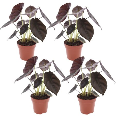 Olifantsoor - Set van 4 - Alocasia cuprea 'Red Secret' - Hoogte 25-35cm - ⌀12cm