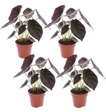 Olifantsoor - Set van 4 - Alocasia cuprea 'Red Secret' - Hoogte 25-35cm - ⌀12cm