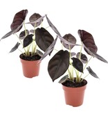 Olifantsoor - Set van 2 - Alocasia cuprea 'Red Secret' - Hoogte 25-35cm - ⌀12cm