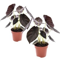 Olifantsoor - Set van 2 - Alocasia cuprea 'Red Secret' - Hoogte 25-35cm - ⌀12cm