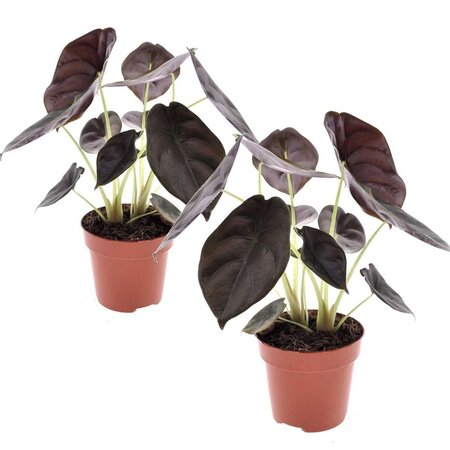 Olifantsoor - Set van 2 - Alocasia cuprea 'Red Secret' - Hoogte 25-35cm - ⌀12cm