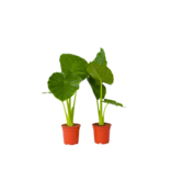 Olifantsoor - Set van 2 - Alocasia 'Odora' - Hoogte 55-75cm - ⌀17cm