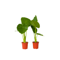 Olifantsoor - Set van 2 - Alocasia 'Odora' - Hoogte 55-75cm - ⌀17cm