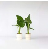 Olifantsoor - Set van 2 - Alocasia 'Odora' - Hoogte 55-75cm - ⌀17cm