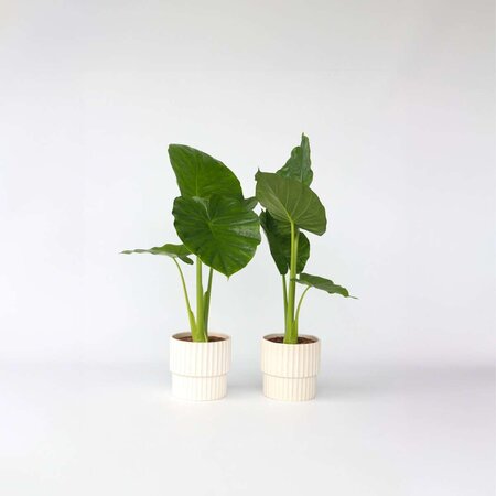 Olifantsoor - Set van 2 - Alocasia 'Odora' - Hoogte 55-75cm - ⌀17cm