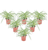 Graslelie - Set van 6 - Chlorophytum comosum 'Atlantic' - Hoogte 25-40cm - ⌀12cm