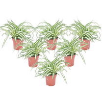 Graslelie - Set van 6 - Chlorophytum comosum 'Atlantic' - Hoogte 25-40cm - ⌀12cm