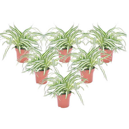 Graslelie - Set van 6 - Chlorophytum comosum 'Atlantic' - Hoogte 25-40cm - ⌀12cm