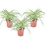 Graslelie - Set van 3 - Chlorophytum comosum 'Atlantic' - Hoogte 25-40cm - ⌀12cm