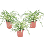Graslelie - Set van 3 - Chlorophytum comosum 'Atlantic' - Hoogte 25-40cm - ⌀12cm
