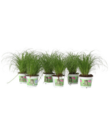 Kattengras - Set van 6 - Cyperus zumula - Hoogte 30-40cm - ⌀12cm
