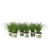 Kattengras - Set van 6 - Cyperus zumula - Hoogte 30-40cm - ⌀12cm