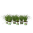 Kattengras - Set van 6 - Cyperus zumula - Hoogte 30-40cm - ⌀12cm
