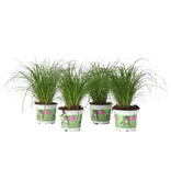 Kattengras - Set van 4 - Cyperus zumula - Hoogte 30-40cm - ⌀12cm