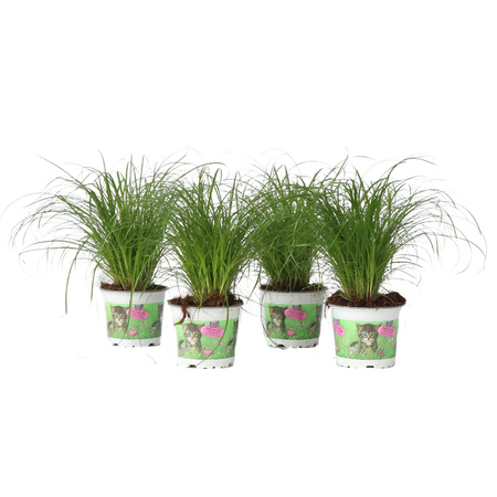 Kattengras - Set van 4 - Cyperus zumula - Hoogte 30-40cm - ⌀12cm