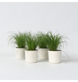 Kattengras - Set van 4 - Cyperus zumula - Hoogte 30-40cm - ⌀12cm