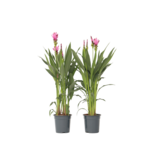 Siamese tulp - Set van 2 - Curcuma 'Siam Supreme' - Hoogte 70-90cm - ⌀19cm