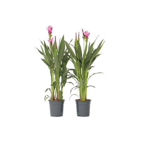 Siamese tulp - Set van 2 - Curcuma 'Siam Supreme' - Hoogte 70-90cm - ⌀19cm