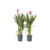 Siamese tulp - Set van 2 - Curcuma 'Siam Supreme' - Hoogte 70-90cm - ⌀19cm
