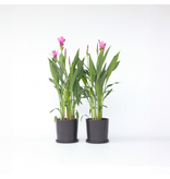 Siamese tulp - Set van 2 - Curcuma 'Siam Supreme' - Hoogte 70-90cm - ⌀19cm