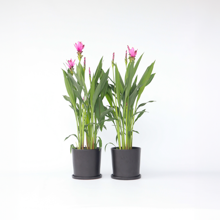 Siamese tulp - Set van 2 - Curcuma 'Siam Supreme' - Hoogte 70-90cm - ⌀19cm