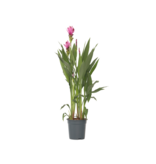 Siamese tulp - Curcuma alismatifolia 'Siam Supreme' - Hoogte 70-90cm - ⌀19cm