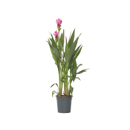 Siamese tulp - Curcuma alismatifolia 'Siam Supreme' - Hoogte 70-90cm - ⌀19cm
