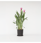 Siamese tulp - Curcuma alismatifolia 'Siam Supreme' - Hoogte 70-90cm - ⌀19cm