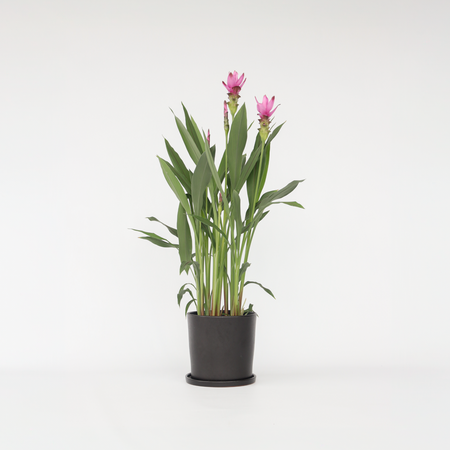 Siamese tulp - Curcuma alismatifolia 'Siam Supreme' - Hoogte 70-90cm - ⌀19cm