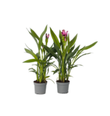 Siamese tulp - Set van 4 - Curcuma 'Siam Splash' - Hoogte 40-60cm - ⌀13cm