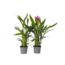 Siamese tulp - Set van 4 - Curcuma 'Siam Splash' - Hoogte 40-60cm - ⌀13cm