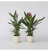 Siamese tulp - Set van 2 - Curcuma 'Siam Splash' - Hoogte 40-60cm - ⌀13cm
