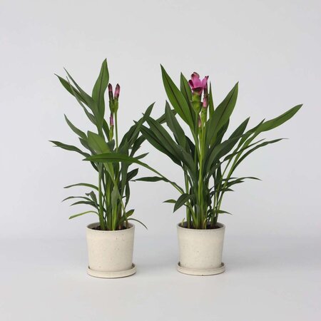 Siamese tulp - Set van 2 - Curcuma 'Siam Splash' - Hoogte 40-60cm - ⌀13cm