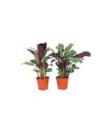 Gebedsplant - Set van 4 - Ctenanthe 'burle-marxii' - Hoogte 25-40cm - ⌀12cm
