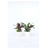 Gebedsplant - Set van 4 - Ctenanthe 'burle-marxii' - Hoogte 25-40cm - ⌀12cm
