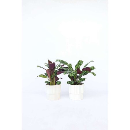 Gebedsplant - Set van 4 - Ctenanthe 'burle-marxii' - Hoogte 25-40cm - ⌀12cm