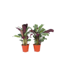 Gebedsplant - Set van 2 - Ctenanthe 'burle-marxii' - Hoogte 25-40cm - ⌀12cm