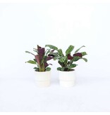 Gebedsplant - Set van 2 - Ctenanthe 'burle-marxii' - Hoogte 25-40cm - ⌀12cm