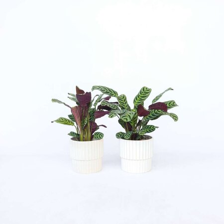 Gebedsplant - Set van 2 - Ctenanthe 'burle-marxii' - Hoogte 25-40cm - ⌀12cm