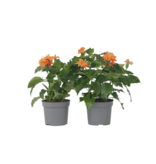 Voetzoekerbloem - Set van 4 - Crossandra 'Fortuna' - Hoogte 20-30cm - ⌀13cm