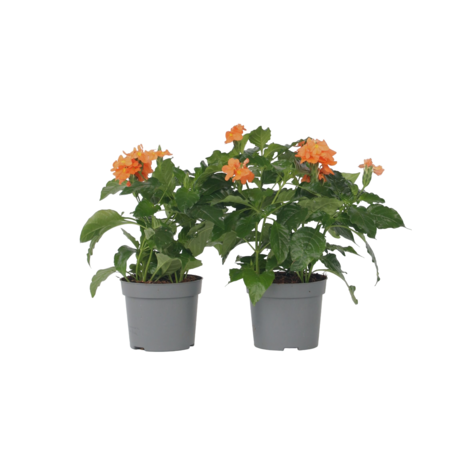 Voetzoekerbloem - Set van 4 - Crossandra 'Fortuna' - Hoogte 20-30cm - ⌀13cm