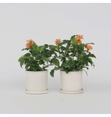 Voetzoekerbloem - Set van 4 - Crossandra 'Fortuna' - Hoogte 20-30cm - ⌀13cm