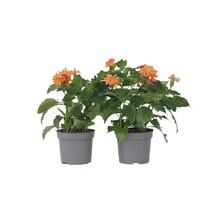 Voetzoekerbloem - Set van 2 - Crossandra 'Fortuna' - Hoogte 20-30cm - ⌀13cm