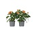 Voetzoekerbloem - Set van 2 - Crossandra 'Fortuna' - Hoogte 20-30cm - ⌀13cm