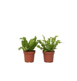 Vogelnestvaren - Set van 2 - Asplenium 'Crispy Wave' - Hoogte 25-40cm - ⌀12cm