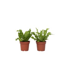 Vogelnestvaren - Set van 2 - Asplenium 'Crispy Wave' - Hoogte 25-40cm - ⌀12cm