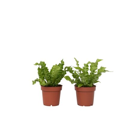 Vogelnestvaren - Set van 2 - Asplenium 'Crispy Wave' - Hoogte 25-40cm - ⌀12cm