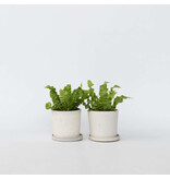 Vogelnestvaren - Set van 2 - Asplenium 'Crispy Wave' - Hoogte 25-40cm - ⌀12cm