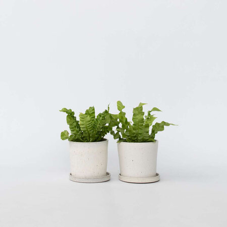 Vogelnestvaren - Set van 2 - Asplenium 'Crispy Wave' - Hoogte 25-40cm - ⌀12cm