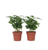 Koffieplant - Set van 4 - Coffea arabica - Hoogte 25-40cm - ⌀12cm